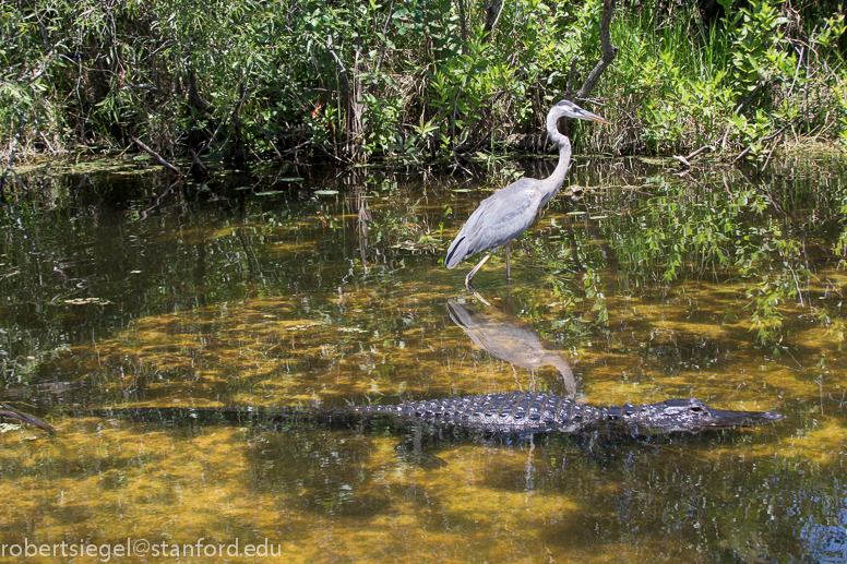 alligator and great blue heron